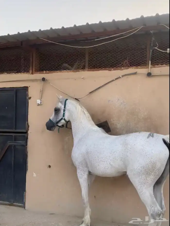 حصان شعبي شيخ 3