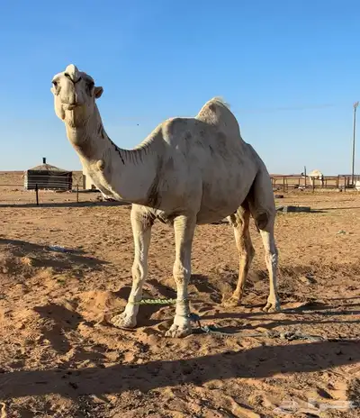 جمل اوضح 3