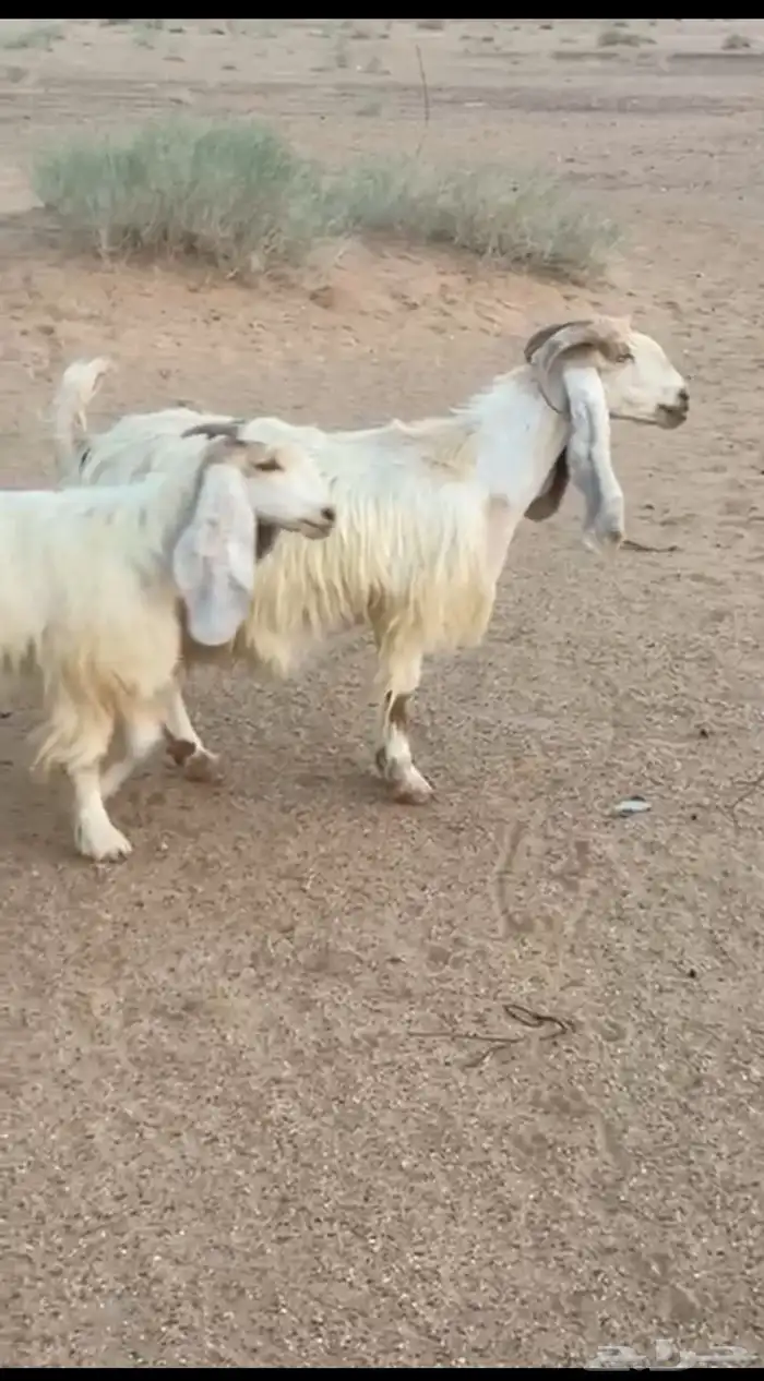 معزا بيض عوارض صنف 0