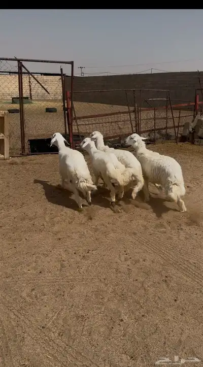4 خرفان جبر فل شحم 0