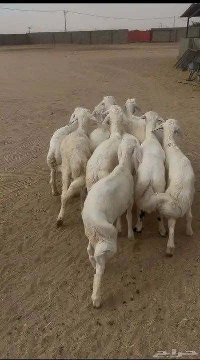 10 من البهم كله خرفان 0