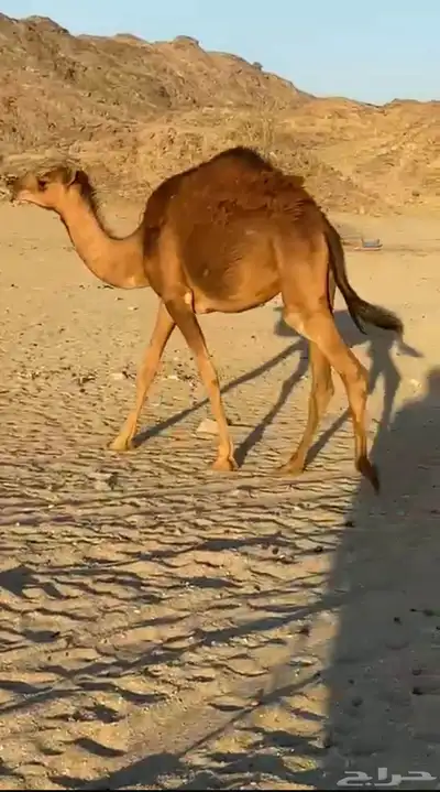 حشو للبيع 0