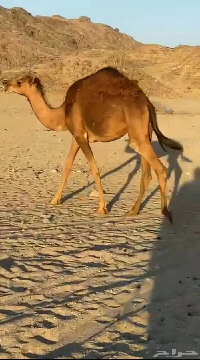 حشو للبيع 0