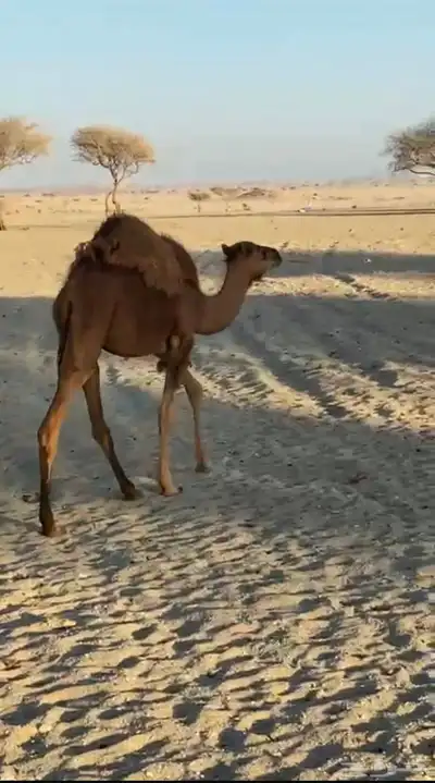 حشو للبيع 4