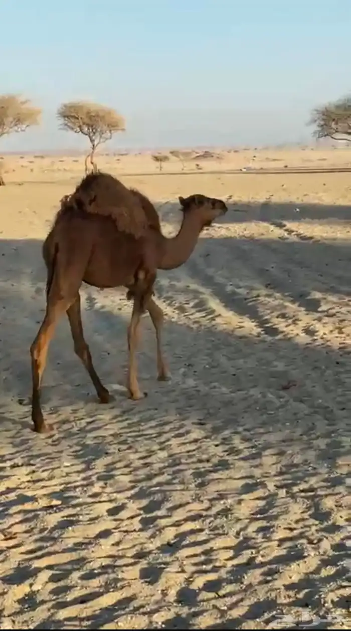 حشو للبيع 4