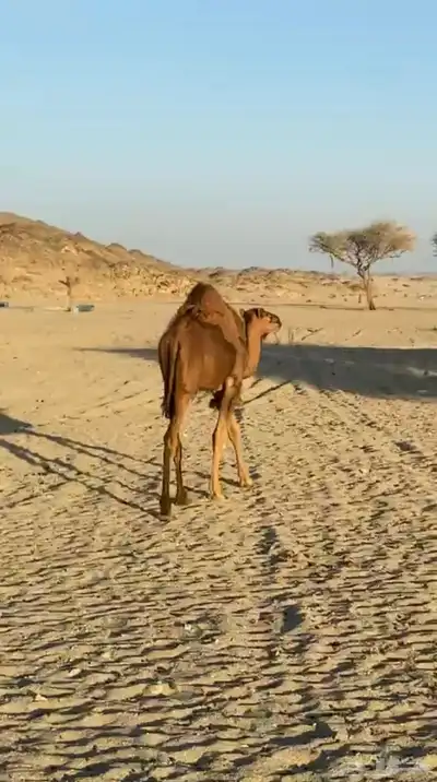 حشو للبيع 1