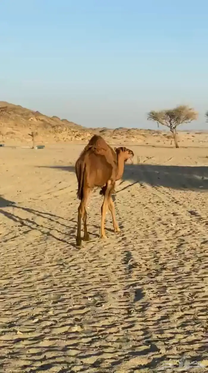 حشو للبيع 1