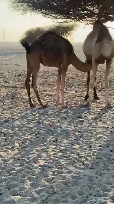حشو للبيع 2