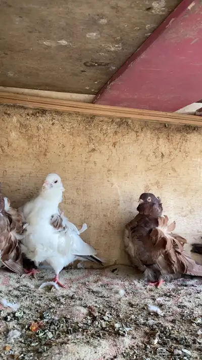 حمام كشكش 4