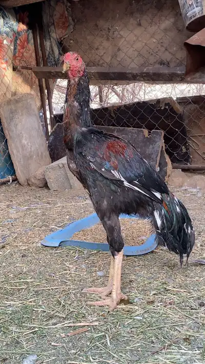 ديك بكستني 0