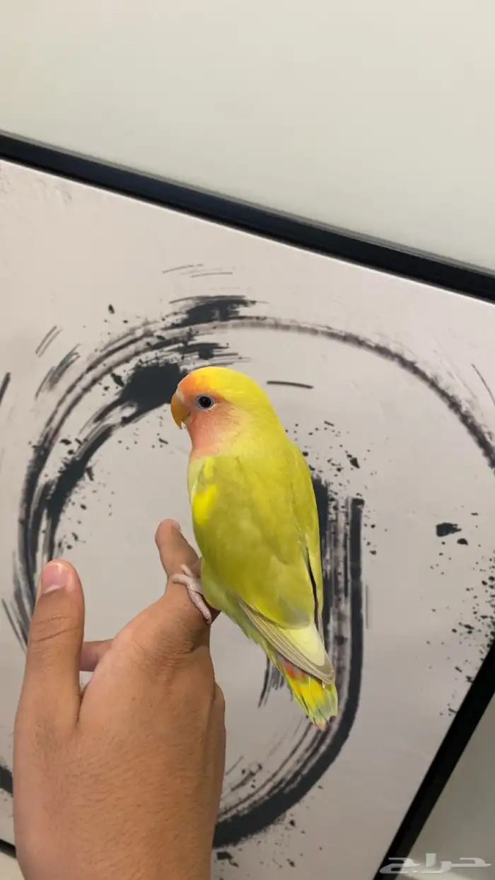طير روز للبيع(تم البيع) 2