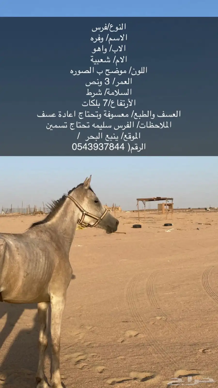 فرس 0