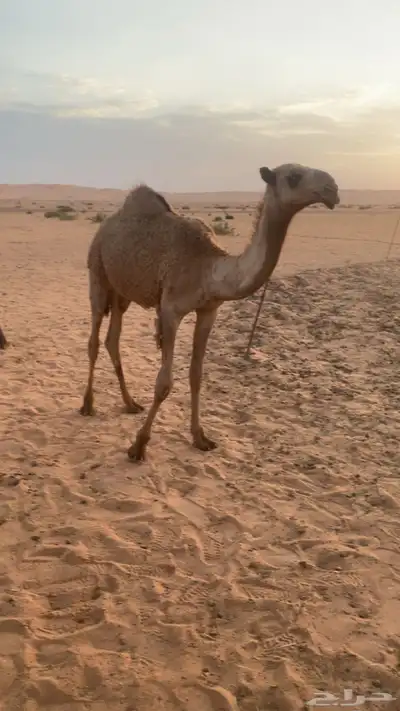 بكره شعلا 4