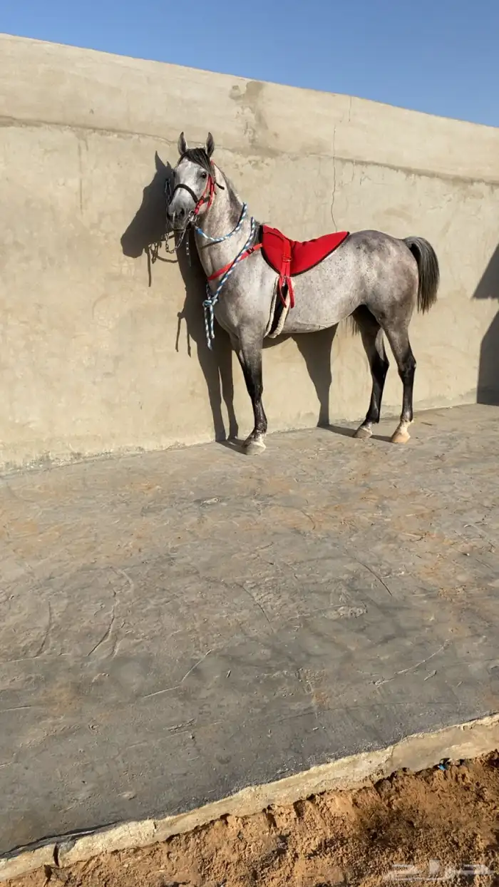 حصان شعبي 0