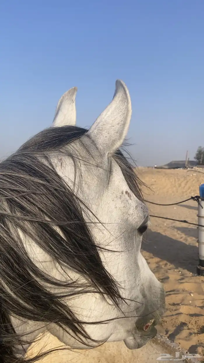 خيل شعبيي 3
