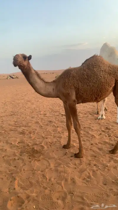 بكره شعلا 0