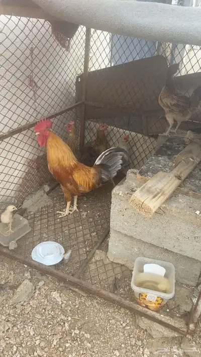 دجاج بلدي على السوم 0
