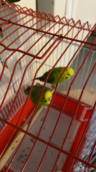 عصافير 4