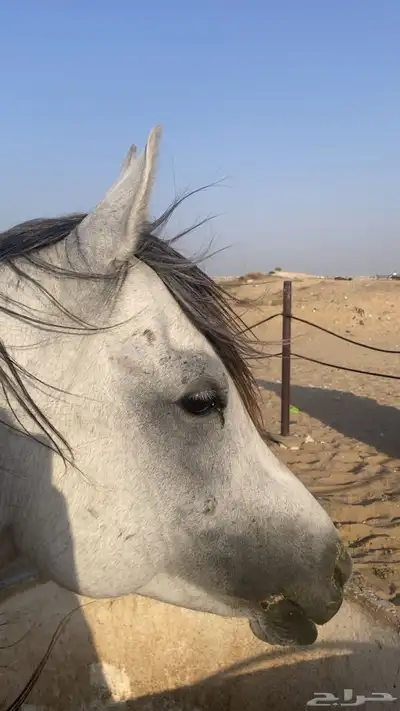 خيل شعبيي 4