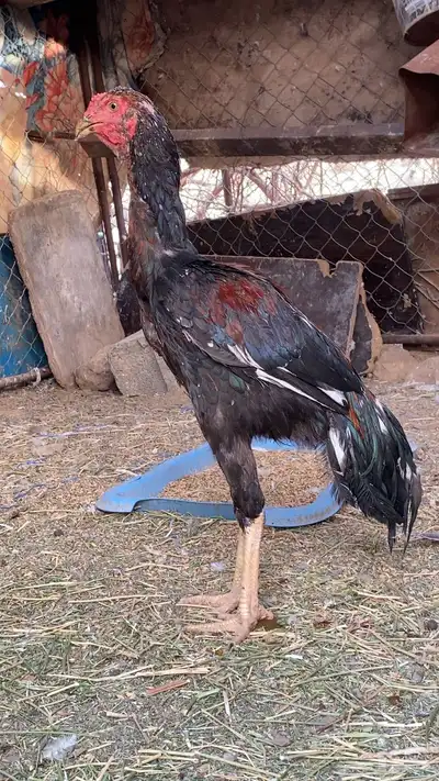 ديك بكستني 1