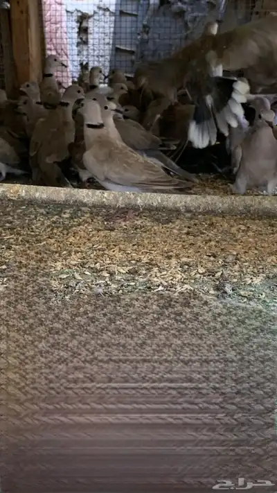 حمام 1