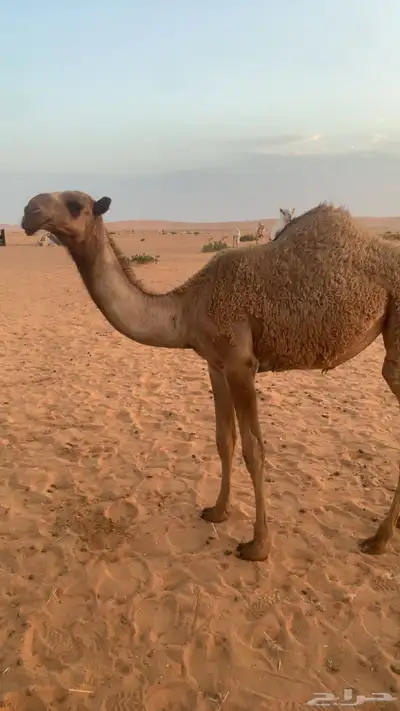 بكره شعلا 3
