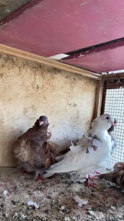 حمام كشكش 3