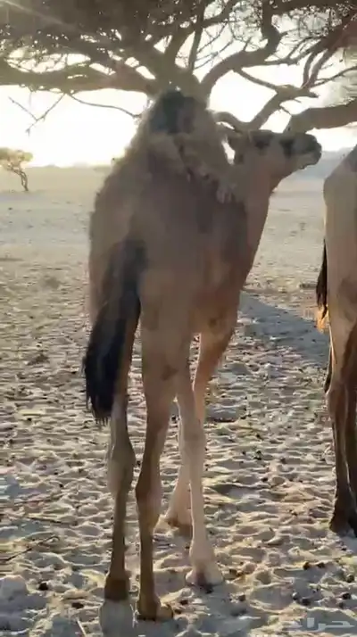 حشو للبيع 3