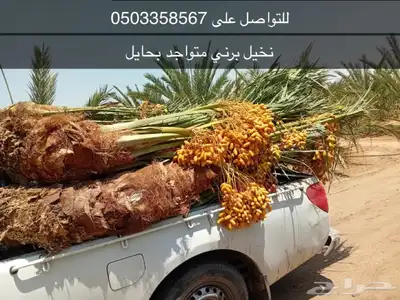 خلاص مجدول برني 0