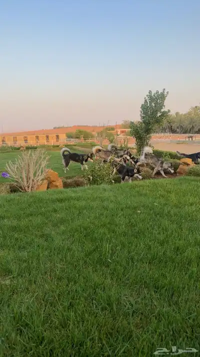 كلاب هاسكي للبيع من إنتاجي 2