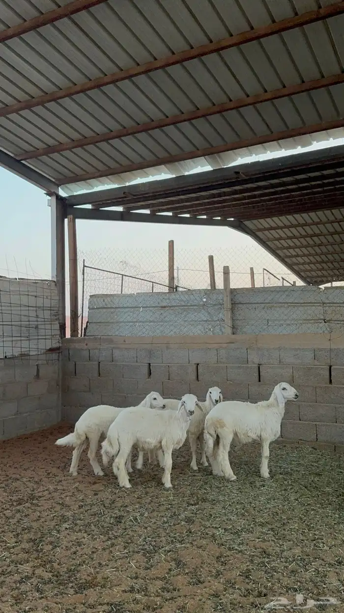 خرفان ورخال حريات 0