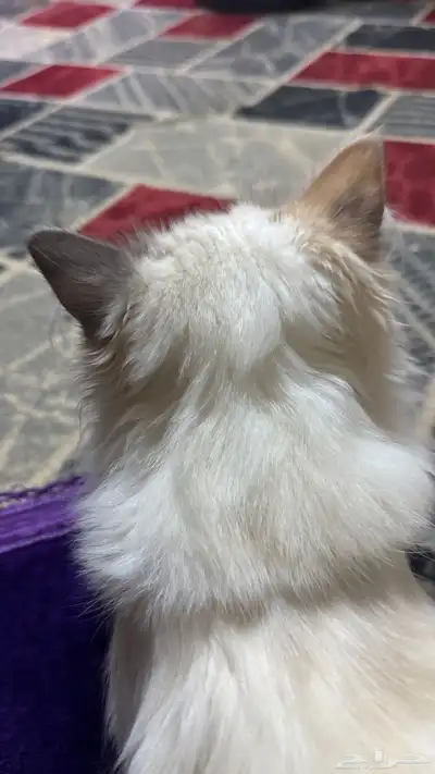قطة ضايعة 0