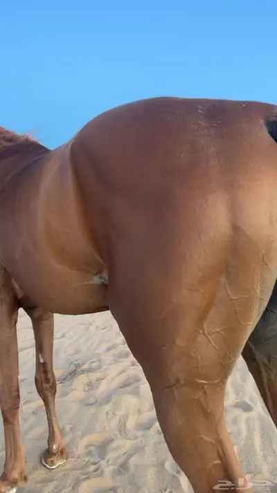 خيال شعبي 1