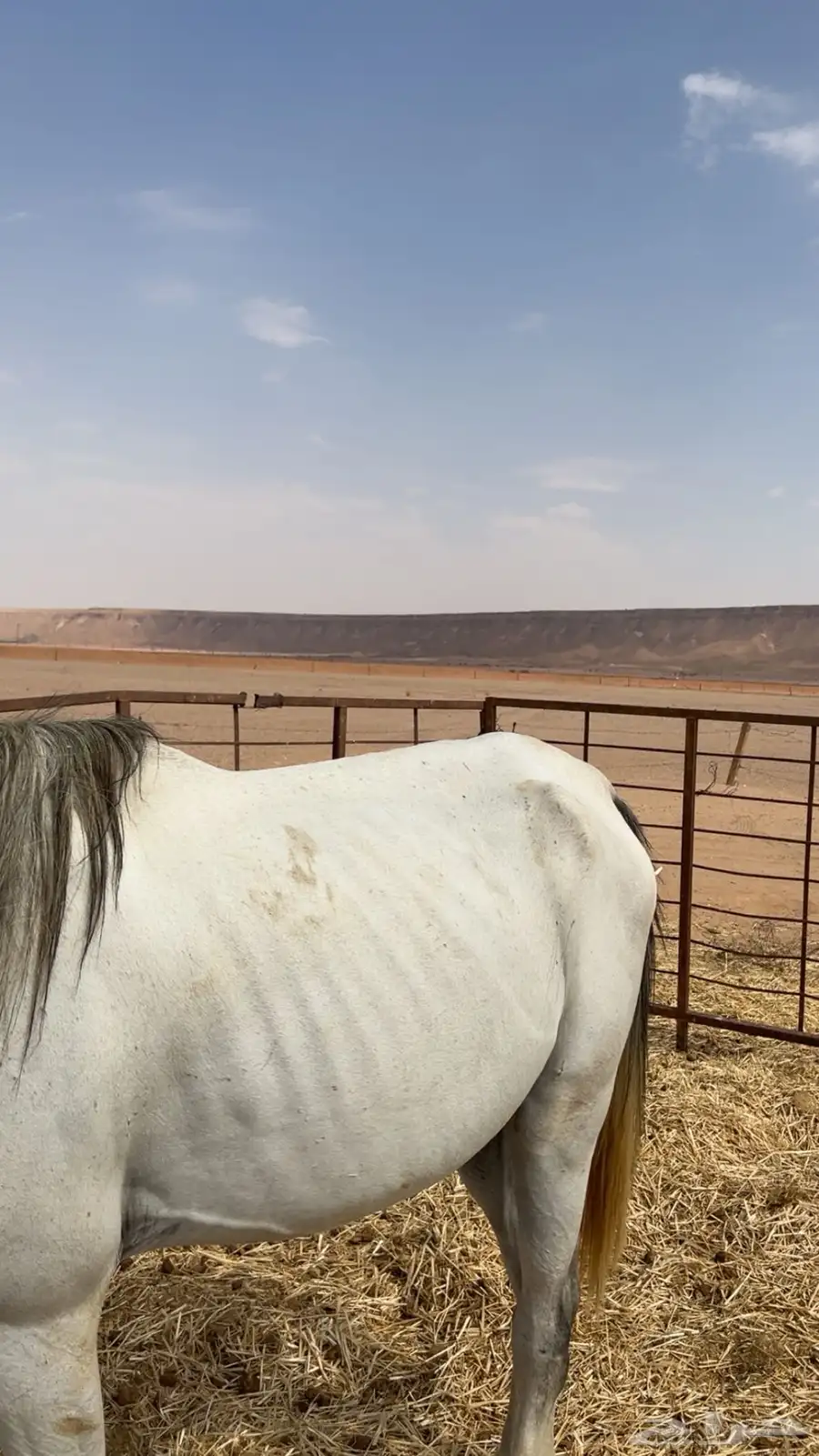 خيل طيب index