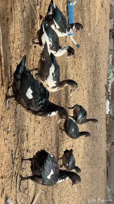 بط منتج  2اناث 1ذكر وعيالهم9 4