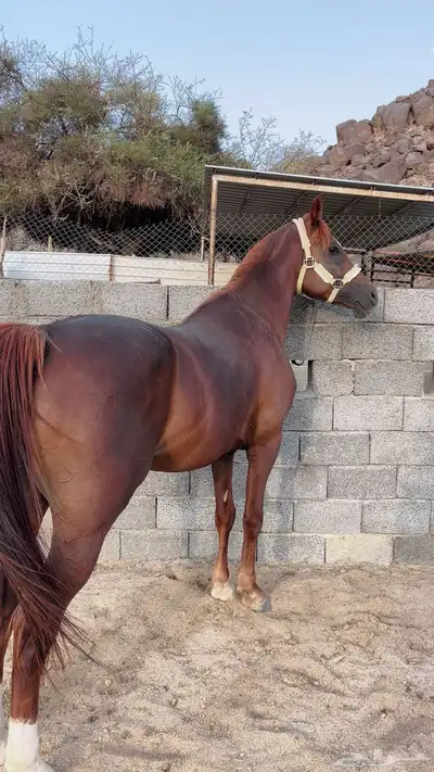 حصان شعبي 9