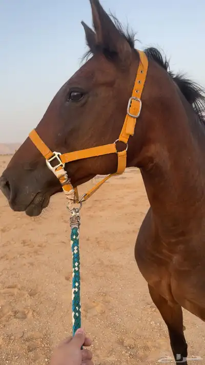 فرس انقليزي مع جميع مستلزماته 0