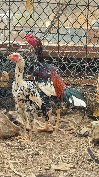 جوز دجاج باكستاني سندي 0
