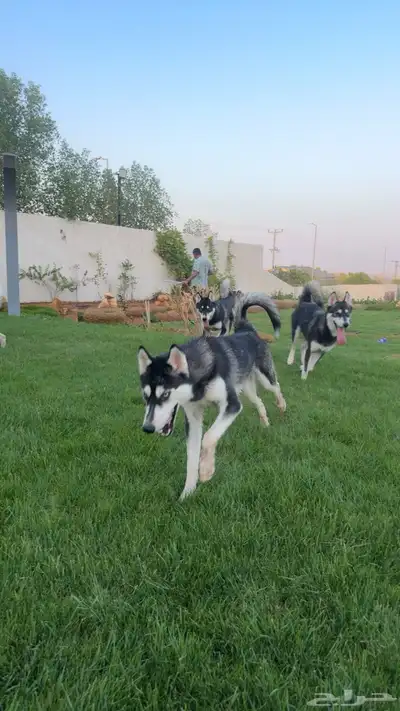 كلاب هاسكي للبيع من إنتاجي 5