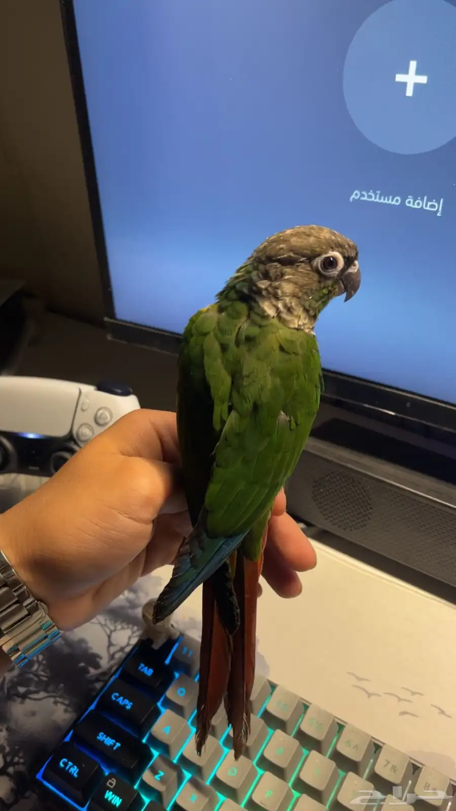 كنيور يلو سايد اليف index