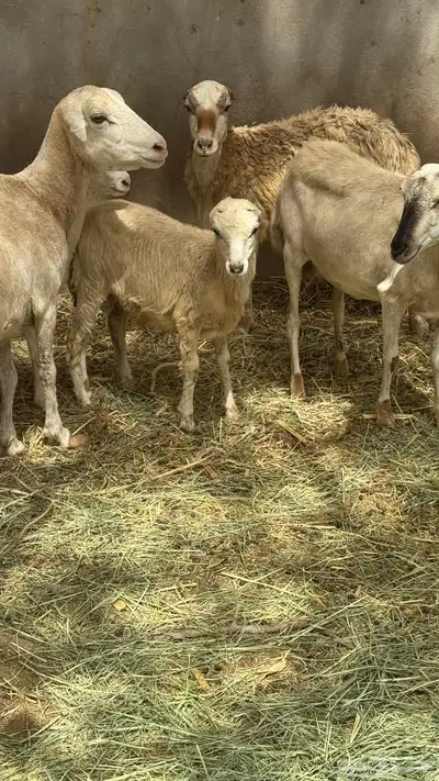 كبش للبيع 3