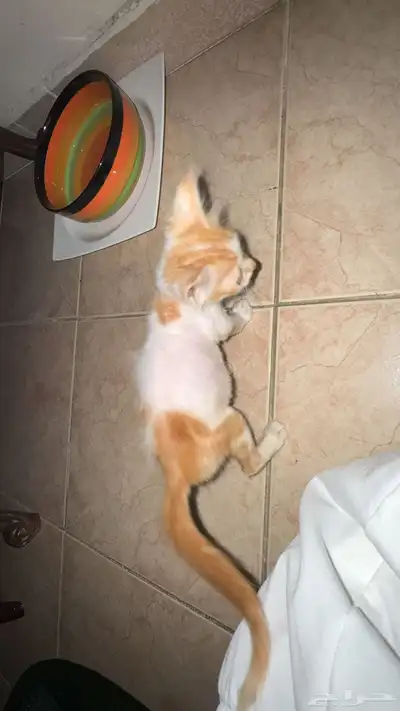 قطط 1