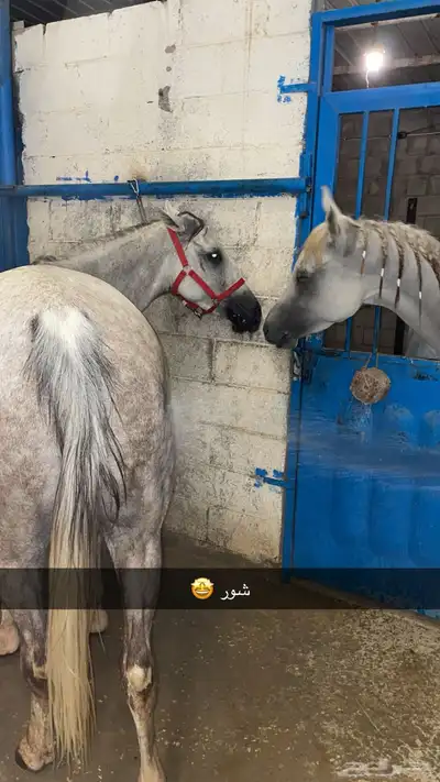 خيل 0