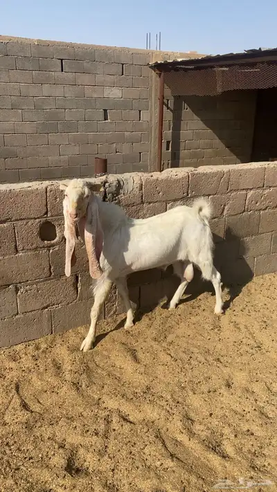 تيس هولندي 2