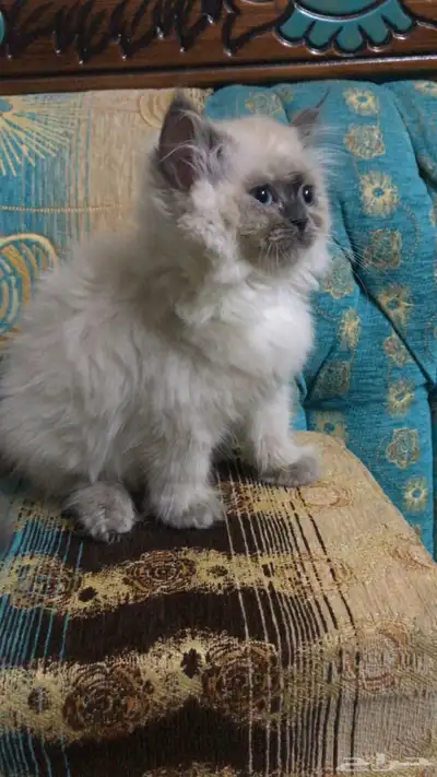 لتبني كيتن 3