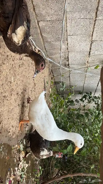 بط منتج  2اناث 1ذكر وعيالهم9 0