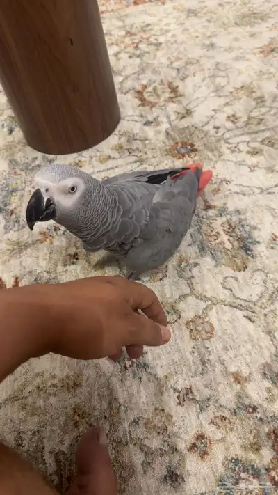 ببغان كاسكو 1