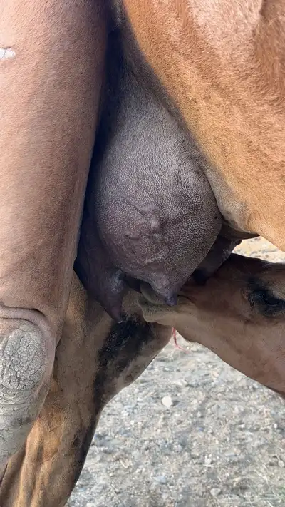للبيع خلفه بكره وتحتها بكره ساحليه 7