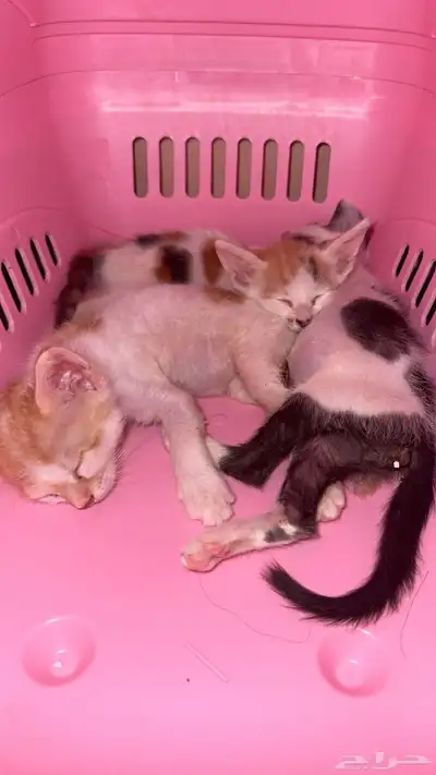 قطط 2