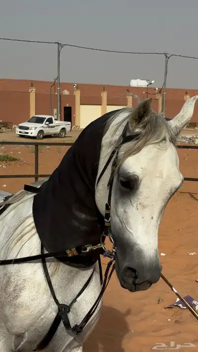 للبيع حصان واهو 0
